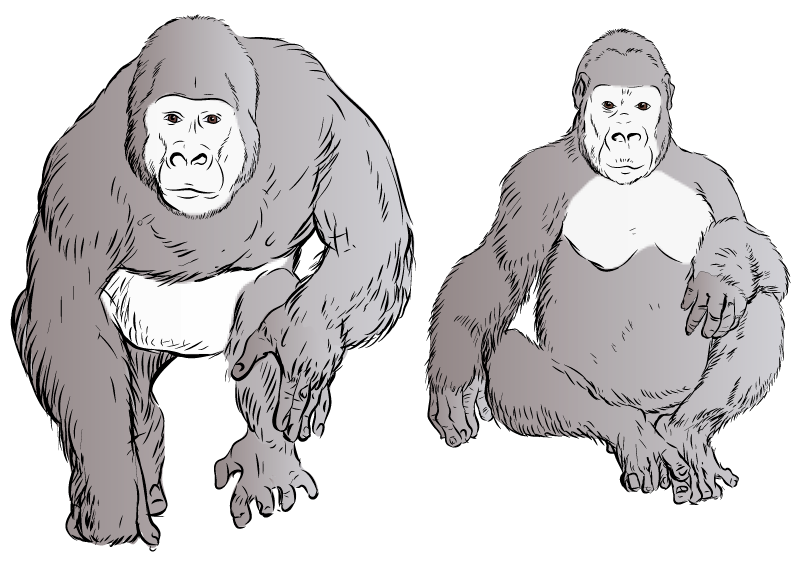 Evolution